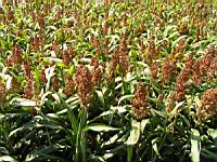 Mais 1 (Photo F. Mrugala)